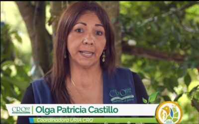 A Proceso Sancionatorio Tala De Guadual Que Se Efectuó En Un Predio Del Corregimiento De Barragán En Pijao.