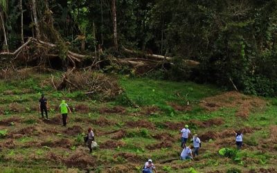 En el marco de los procesos de restauración ecológica que viene adelantando la Corporación Autónoma Regional del Quindío