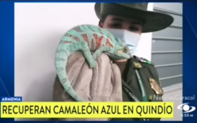 Medios nacionales destacaron el trabajo en equipo que el personal de Fauna Silvestre de la CRQ