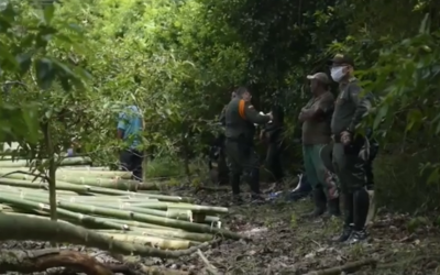En el primer semestre de este año hemos resuelto 29 procesos sancionatorios relacionados con aprovechamiento forestal…