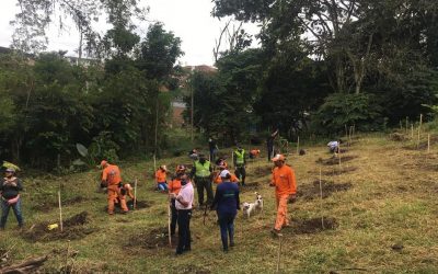 CRQ aporta 400 árboles para siembra en La Tebaida.