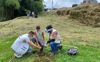 Gestores ambientales de la CRQ hicieron acompañamiento en la siembra de 53 árboles en La Tebaida.
