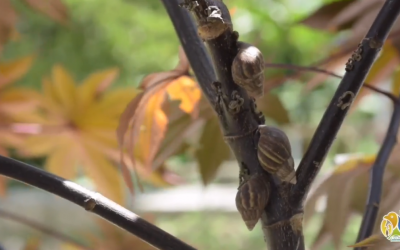 ¡Alerta por incremento de Caracol Gigante Africano en zona rural del Quindío!
