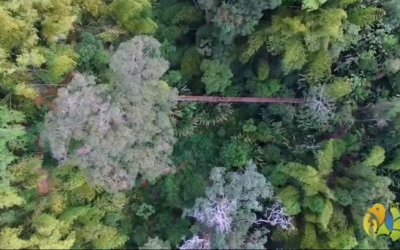 Estaremos monitoreando durante tres años el trabajo de restauración ecológica realizado en Calarcá junto al Jardín Botánico del Quindío…