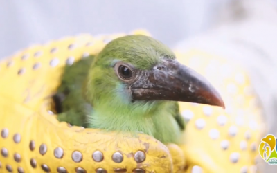526 especímenes de la fauna silvestre han sido incautados en el Quindío…