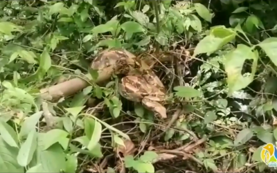 Viernes 20 de agosto la CRQ seguirá liberando fauna silvestre en Cesar.