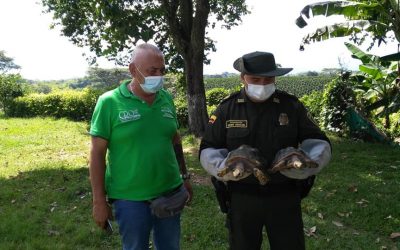Entrega voluntaria de dos tortugas en el municipio de la Tebaida.