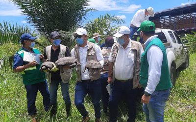 382 tortugas son liberadas en César por autoridades ambientales.