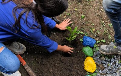Gestores ambientales de la CRQ acompañaron siembra de árboles en Córdoba.