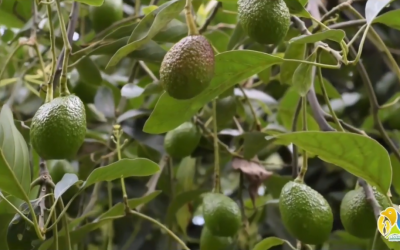 Inició plan de trabajo entre las CAR para unificar criterios en el control de cultivos de aguacate Hass.