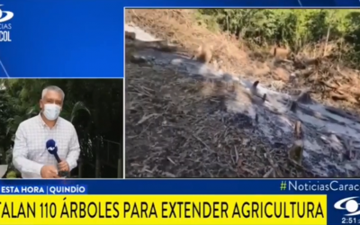 Medios nacionales registraron las acciones de suspensión de actividades de tala de árboles que se realizaron en la Zona Forestal…