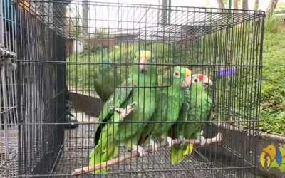 15 aves originarias del Amazonas y Magdalena Medio fueron halladas en finca de Montenegro a partir de denuncia ciudadana
