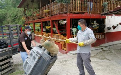 Gestores ambientales de la CRQ atienden denuncia por un perezoso herido en Génova.