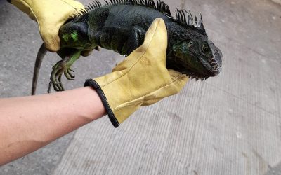 Rescatada iguana en Montenegro