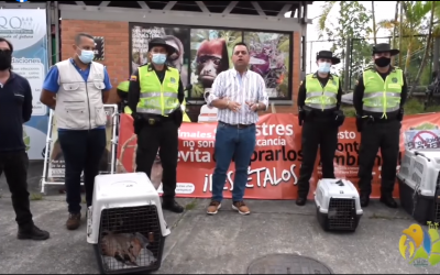 Autoridad ambiental sancionará a empresa de servicio público de pasajeros por llevar cuatro flamencos y un mono aullador neonato en bodega de un bus.