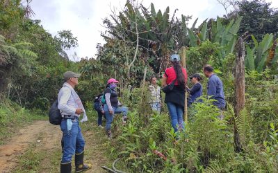 Proyecto de Restauración Ecológica de la CRQ aporta 50 árboles en Buenavista
