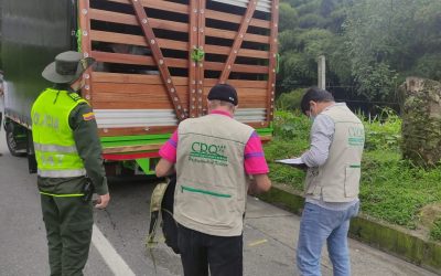 Continúan operativos contra el tráfico ilegal de madera
