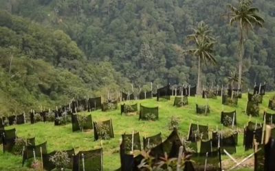 Se reactiva la construcción de la guía ambiental para el cultivo de aguacate Hass en el Quindío