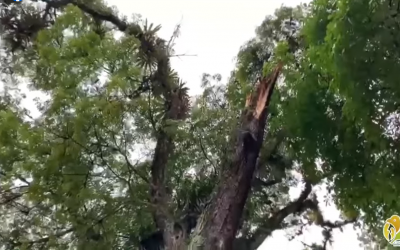 Árbol del parque Sucre debe talarse ante riesgo inminente de caída
