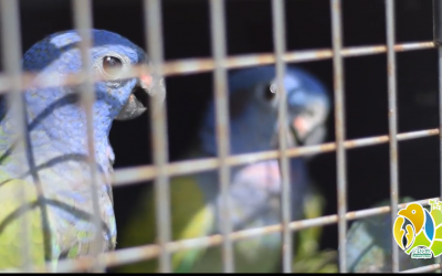 En operativo de la CRQ se incautan aves de la fauna silvestre en finca turística de Quimbaya.