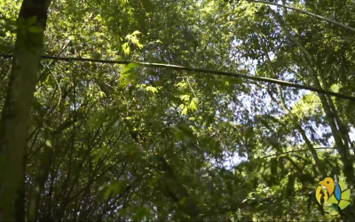 Con apoyo de la CRQ Alcaldía de Armenia tendrá plan de manejo silvicultural de los guaduales
