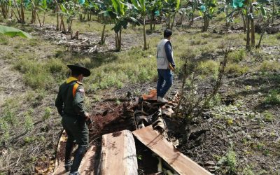 A proceso sancionatorio tala indiscriminada de árboles en Quebrada Negra Calarcá