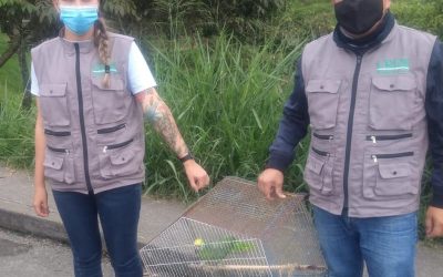 Tras denuncia ciudadana la CRQ recuperó una lora frente amarilla