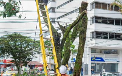 Está semana iniciará el relevo florístico de los 14 árboles del parque Los Fundadores de Armenia