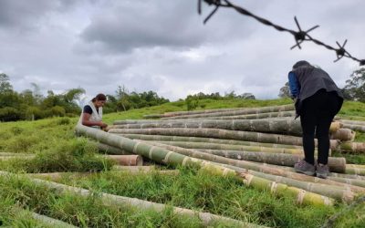 Suspendidas intervenciones forestales ilegales en zona rural de Filandia y Circasia
