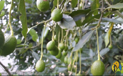 CRQ sanciona a empresa aguacatera Altos del Valle SAS por daños ambientales en Salento.