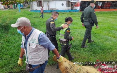 950 kilos de residuos recolectados en La Tebaida