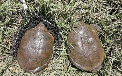 Unidos con los sectores productivos, comunidades y el sector educativo para proteger nuestra fauna