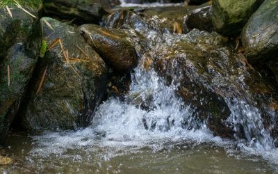 Encuentros y capacitaciones alrededor del agua, siembra de árboles y limpieza de quebradas principales acciones del colectivo Cuidagua
