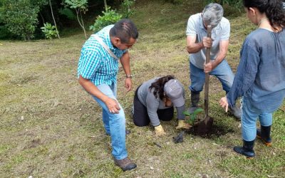 Varios árboles de nogales, laureles y palma de cera fueron sembrados…