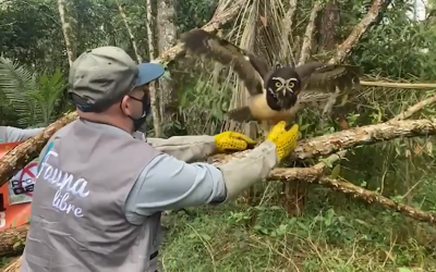 Ocho ejemplares de la fauna silvestre regresaron a la libertad