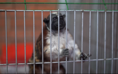 En finca de Montenegro fue incautado por la CRQ un primate en peligro crítico de extinción