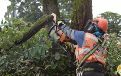 Renuevo de 12 árboles y manejo silvicultural de individuos forestales…