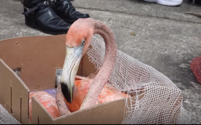 Recuperados cuatro flamencos abandonados en cajas a pocos metros del retén La Herradura