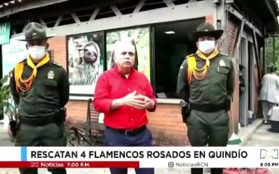 El rescate de varios flamencos que junto a la Policía de Carabineros realizamos en carreteras del Quindío
