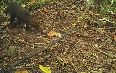 #Atención Primer registro de Mapache (Procyon cancrivorus) en el Quindío