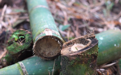 Entre la CRQ y Asocoguadua se promueven las buenas prácticas ambientales para el aprovechamiento forestal de la guadua