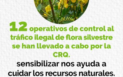 Con 12 operativos de control al tráfico ilegal de flora silvestre la CRQ avanza en  la sensibilización…