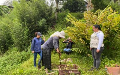 Pijao y Córdoba se vincularon a la Gran Sembratón