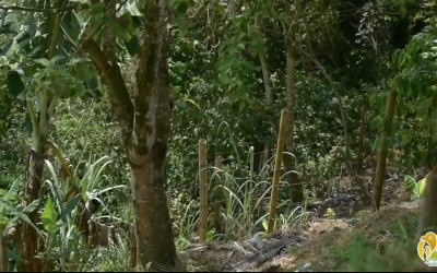 Más de 600 árboles han sido intervenidos en Armenia entre tala, poda y arreglo forestal