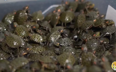 Las 2.047 tortugas hicoteas decomisadas en Semana Santa serán liberadas en Montería (Córdoba)