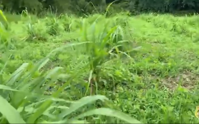 18 productores agropecuarios de Circasia, Génova y Salento han sido beneficiados…