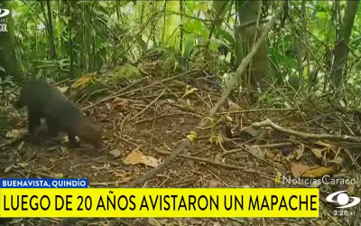 En medio nacional se destaca el trabajo de protección de la fauna silvestre por parte de la CRQ…