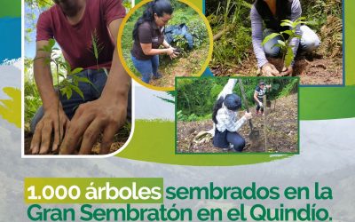 1.000 árboles y 120 chusquines fueron sembrados durante la Gran Sembratón en el Quindío