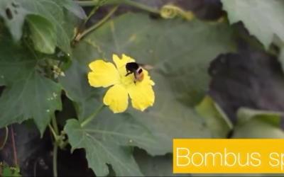 #DíamundialdelasAbejas