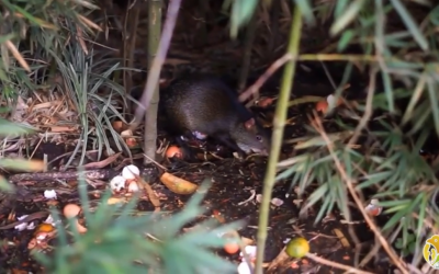 Campaña de protección de fauna silvestre urbana será replicada en todos los barrios de Armenia